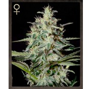 Semillas White Lemon